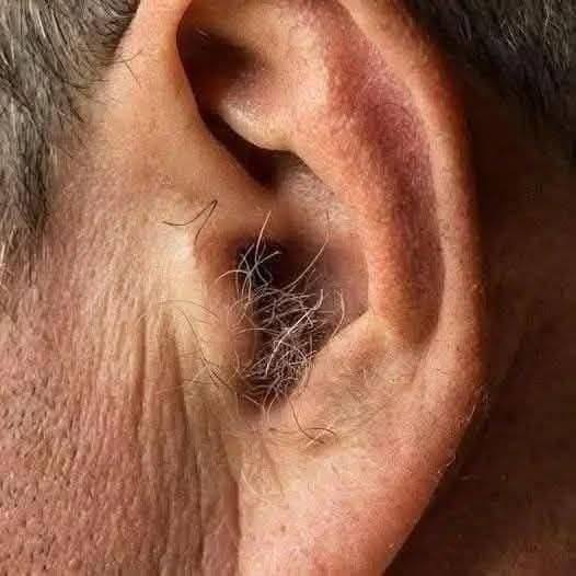 DID YOU KNOW? If hair grows on your ears, it’s because your body is…