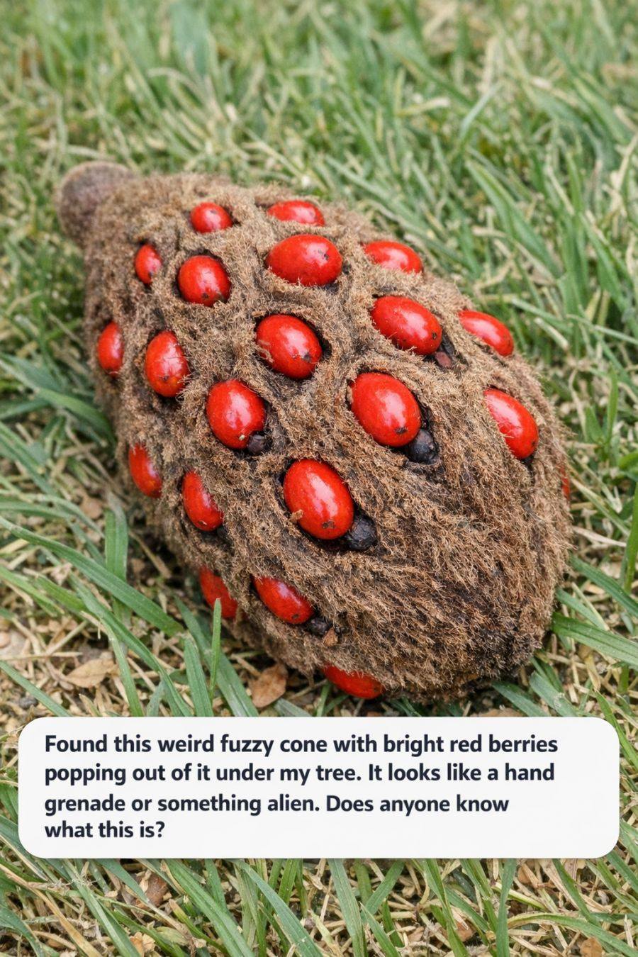 Found this weird fuzzy cone with bright red berries popping out of it under my tree. It looks like a hand grenade or something alien. Does anyone know what this is? 😍👇👇