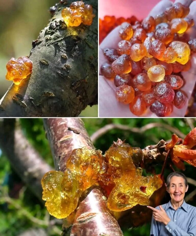 Unlock the Ancient Secret of Peach Tree Resin: 15 Life-Changing Benefits You’ll Wish You Knew Sooner